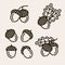 Acorns set. Collection icon acorns. Vector