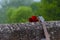 Acoustic guitar and bouquet of red roses