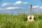 Acoustic guitar in the grass field