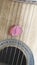 Acoustic guitar with a pink plectrum