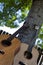 Acoustic Guitars Against a Tree
