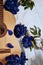 An acoustic wooden guitar lies on a white sheet surrounded by blue peonies