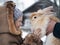 Acquaintance of  little girl and a huge rabbit