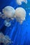 Acquario di Genova. Beautiful Jellyfish. Italy, Genova.