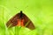 Acraea asboloplintha, the black-winged acraea, brown orange butterfly from Kibale forest NP in Uganda. Butterfly in the nature