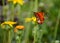 Acraea Butterfly