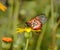Acraea Butterfly