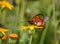 Acraea Butterfly