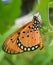 Acraea terpsicore