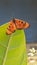 Acraea Terpsicore Butterfly Sitting on Green Leaf