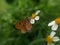 Acraea terpsicore butterfly in wild flower with blurry background