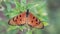 Acraea terpsicore, the tawny coster, Tawny Coster butterfly