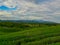 Acres of tea plantations.