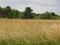 Acres of wild Timothy field grass grows in NYS FingerLakes