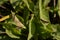 Acridoidea insect on a green leaf. grasshoper in the garden in morning sunlight