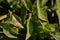 Acridoidea insect on a green leaf. grasshoper in the garden in morning sunlight