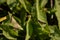 Acridoidea insect on a green leaf. grasshoper in the garden in morning sunlight