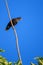 Acridotheres bird perched on a tree with a blue background