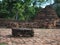 Acridotheres bird stand on old brick with soft focus of background