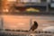 Acridotheres tristis or starling bird on city view with sun flare