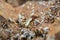 Acro Shot of the queen termite and termites in a hole. Termite queens have the longest lifespan of any insect in the world, s