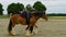 Acrobat balancing on a horse, Motueka A and P show