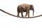 Acrobat Elephant Walking On Rope