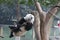 Acrobat Panda Cub in Chongqing