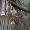 Acrobatic fox squirrel getting into a bird feeder