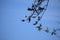 acrobatic small bluetit in a willow tree