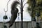 Acrobatic squirrel on a bird feeder