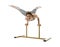 Acrobatics. Girl poses while doing handstand