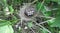 Acrocephalus dumetorum. The nest of the Blyth`s Reed Warbler in