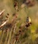 Acrocephalus schoenobaenus `Felosa-dos-juncos` at morning light in Cavado River estuary.