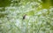 Acrocephalus schoenobaenus sings on a white flowering plant by the shore of the pond