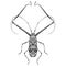 Acrocinus Longimanus beetle illustration vector