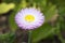 Acroclinium roseum flower in bloom