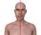 Acromegaly in a man, and the same healthy person, 3D illustration