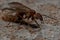 Acromyrmex Leaf-cutter Ant