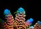 Acropora is famous SPS coral in reef aquarium tanks