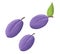Acrylic illustration of a three plums
