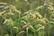 Actaea dahurica flower in the garden. Black cohosh.