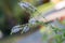 Actaea Racemosa Flower: White Efflorescence in a Garden