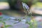 Actaea Racemosa Flowers: White Efflorescence in a Garden