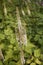 Actaea racemosa var. cordifolia