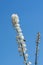 Actaea simplex `Pritchard`s Giant