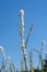 Actaea simplex `Pritchard`s Giant