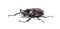 Actaeon beetle, Megasoma actaeon, a rhinoceros beetle