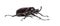 Actaeon beetle, Megasoma actaeon, a rhinoceros beetle