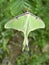 Actias luna American moon giant moth
